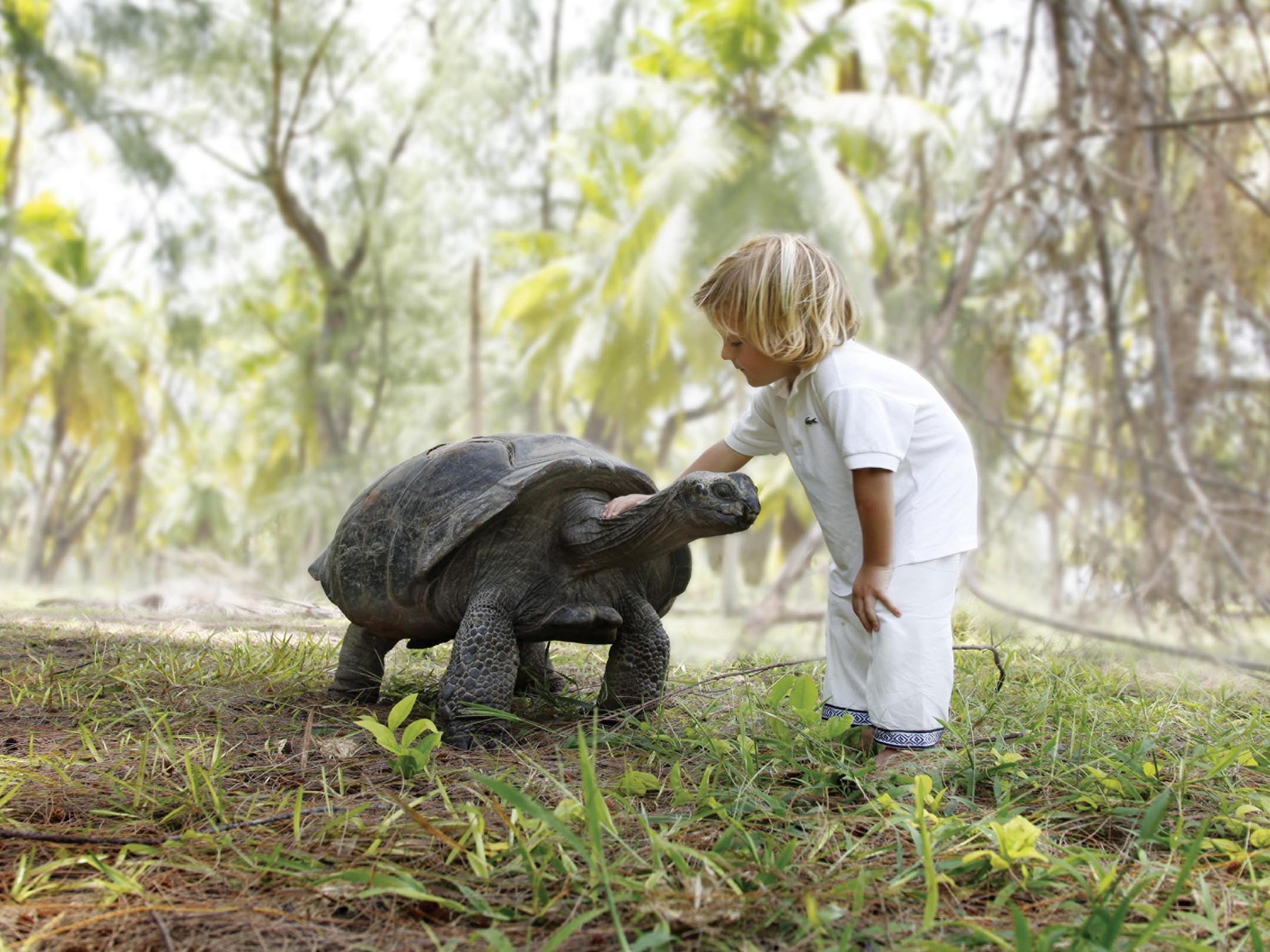 Kæmpeskildpadder - Seychellerne | de ældgamle kæmper