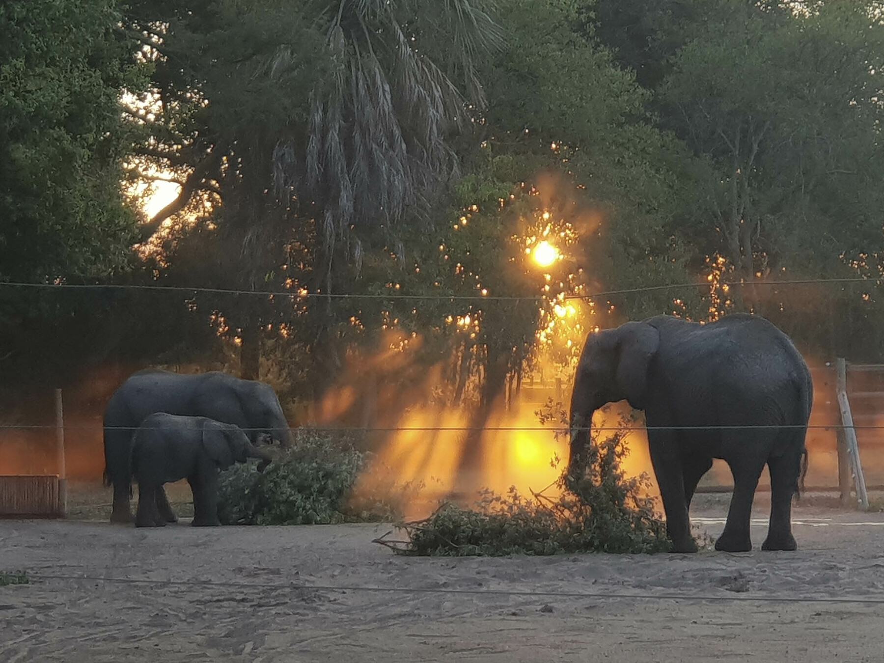 Rejsedagbog fra | og nat elefanter